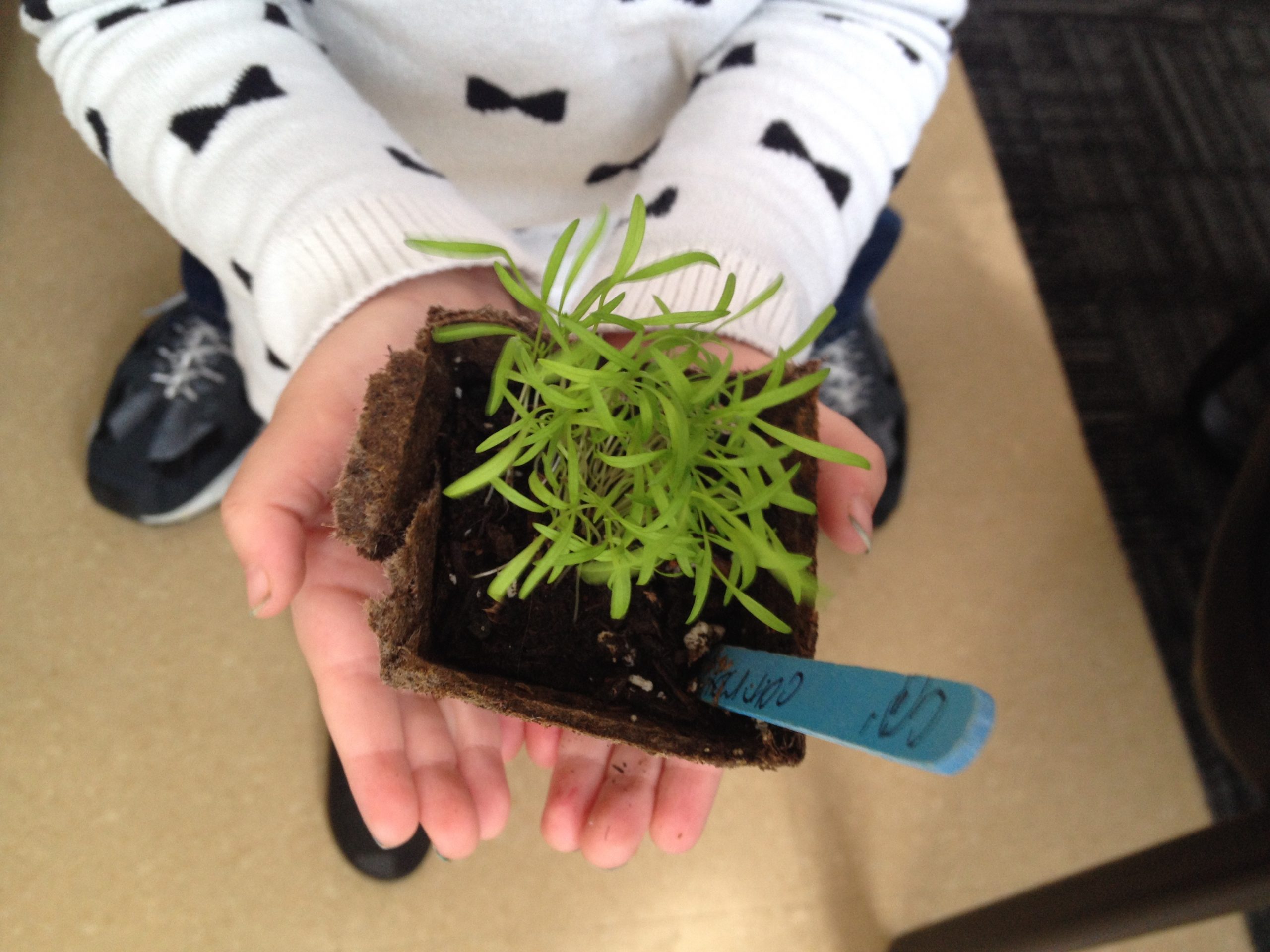 Child's hands holing a seedling in a small pot.