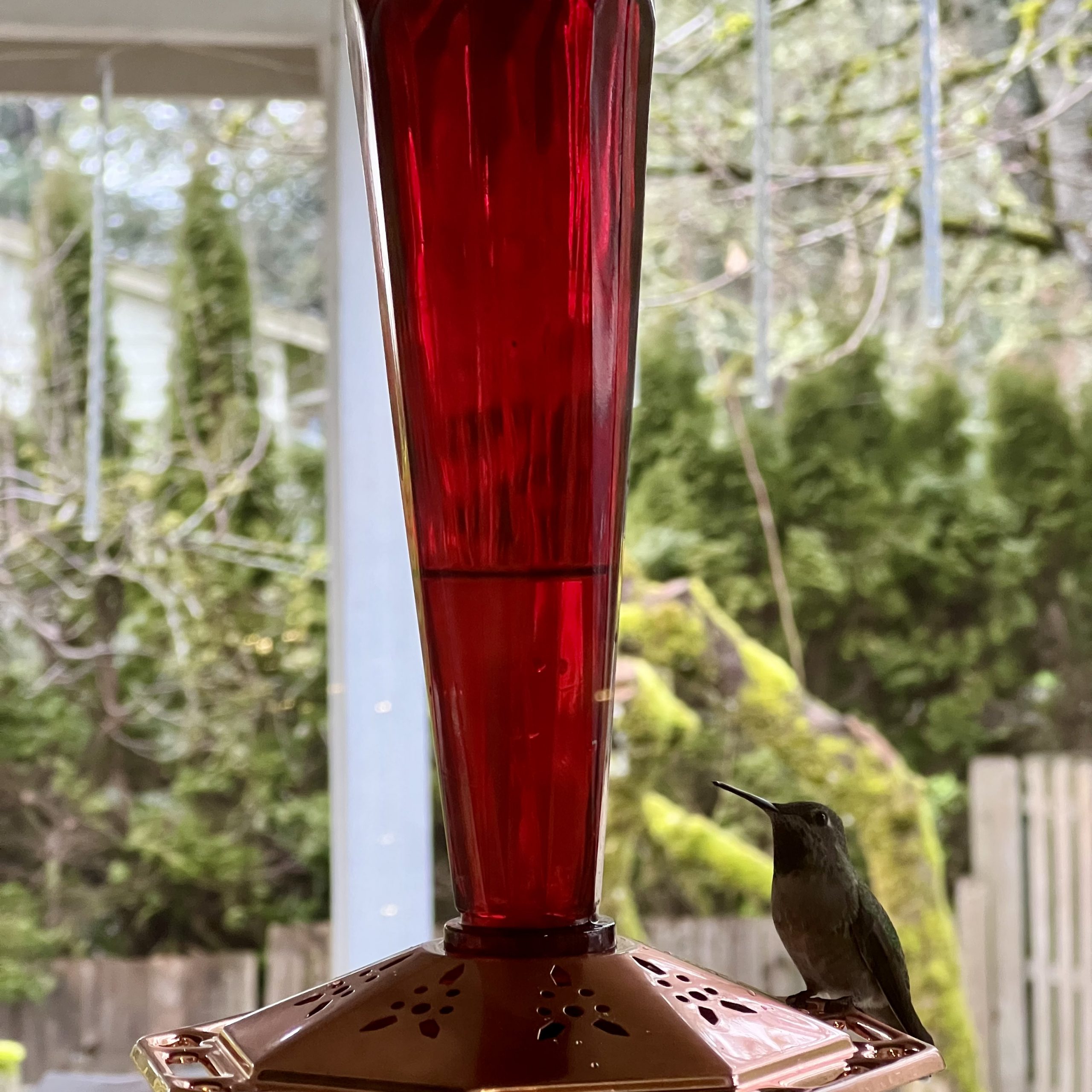 Hummingbird perched on bronze and red feeder.
